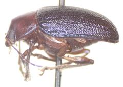Talurus tortonesi