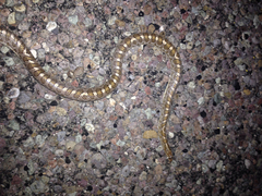 Arizona elegans
