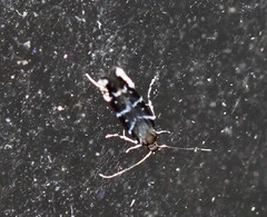 Stagmatophora argyrostrepta