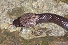 Lycodon futsingensis