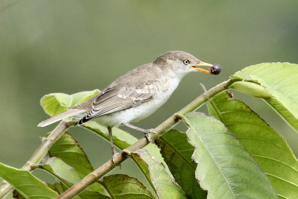 Samoan Triller photo