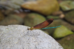 Calopteryx cornelia