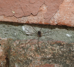 Opilio parietinus