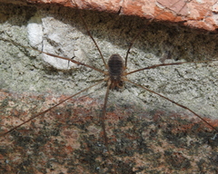 Opilio parietinus