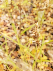 Carex