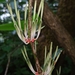 Helicanthes elasticus - Photo (c) Mayuresh Kulkarni, some rights reserved (CC BY-NC), uploaded by Mayuresh Kulkarni