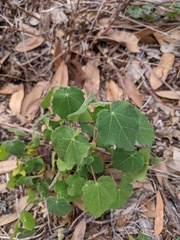 Pavonia lasiopetala