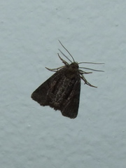 Oligia latruncula
