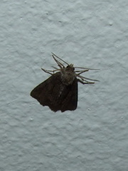 Oligia latruncula