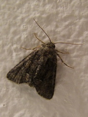 Oligia latruncula