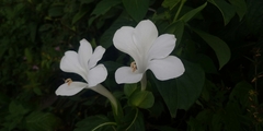 Barleria grandiflora