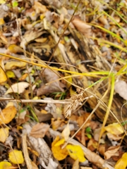 Carex
