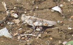 Heliastus sumichrasti