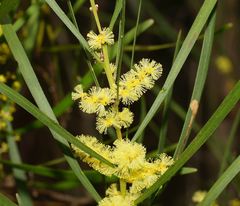 Acacia mucronata longifolia