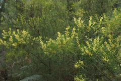 Acacia mucronata longifolia
