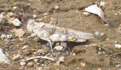 Heliastus sumichrasti