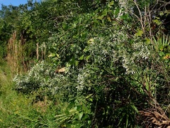 Baccharis halimifolia image