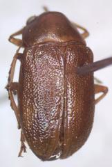 Talurus tortonesi