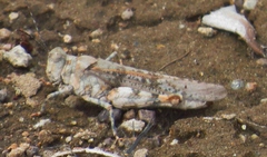 Heliastus sumichrasti