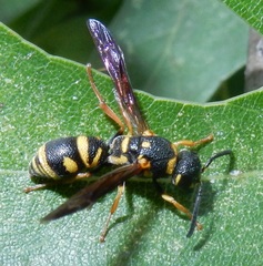 Parancistrocerus pedestris