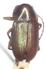 Talurus tortonesi