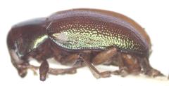 Talurus tortonesi