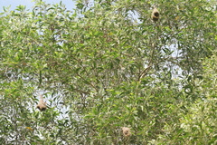 Ploceus jacksoni