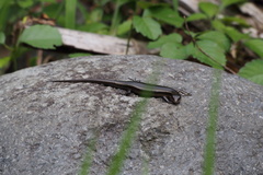 Plestiodon latiscutatus