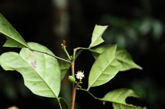 Glycosmis parviflora