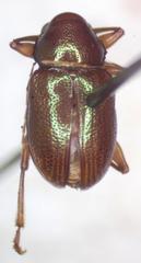 Allocolaspis