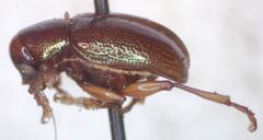 Allocolaspis
