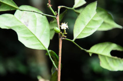 Glycosmis parviflora