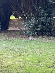 Sciurus carolinensis