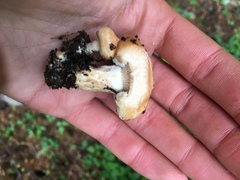 Lactarius subvillosus