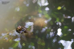 Orlitia borneensis