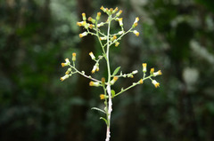 Blumea aromatica