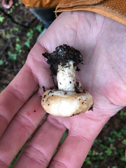 Lactarius subvillosus