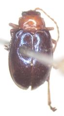 Diphaulaca