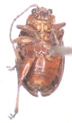 Diphaulaca