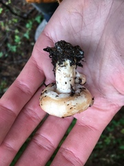 Lactarius subvillosus