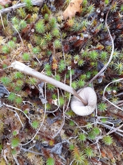 Entoloma hirtipes