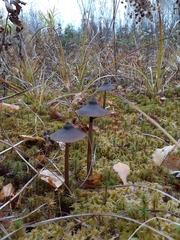 Entoloma hirtipes