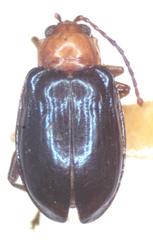 Diphaulaca