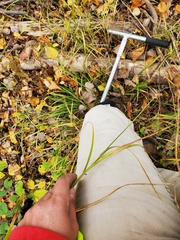 Carex