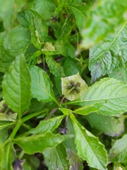 Jaltomata procumbens