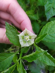 Jaltomata procumbens