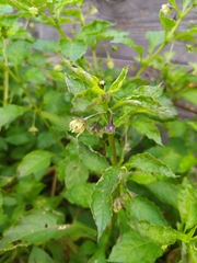 Jaltomata procumbens
