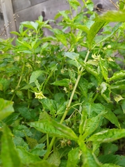 Jaltomata procumbens