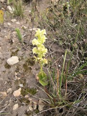 Pterygodium volucris