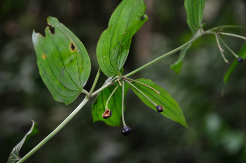 Disporum calcaratum
